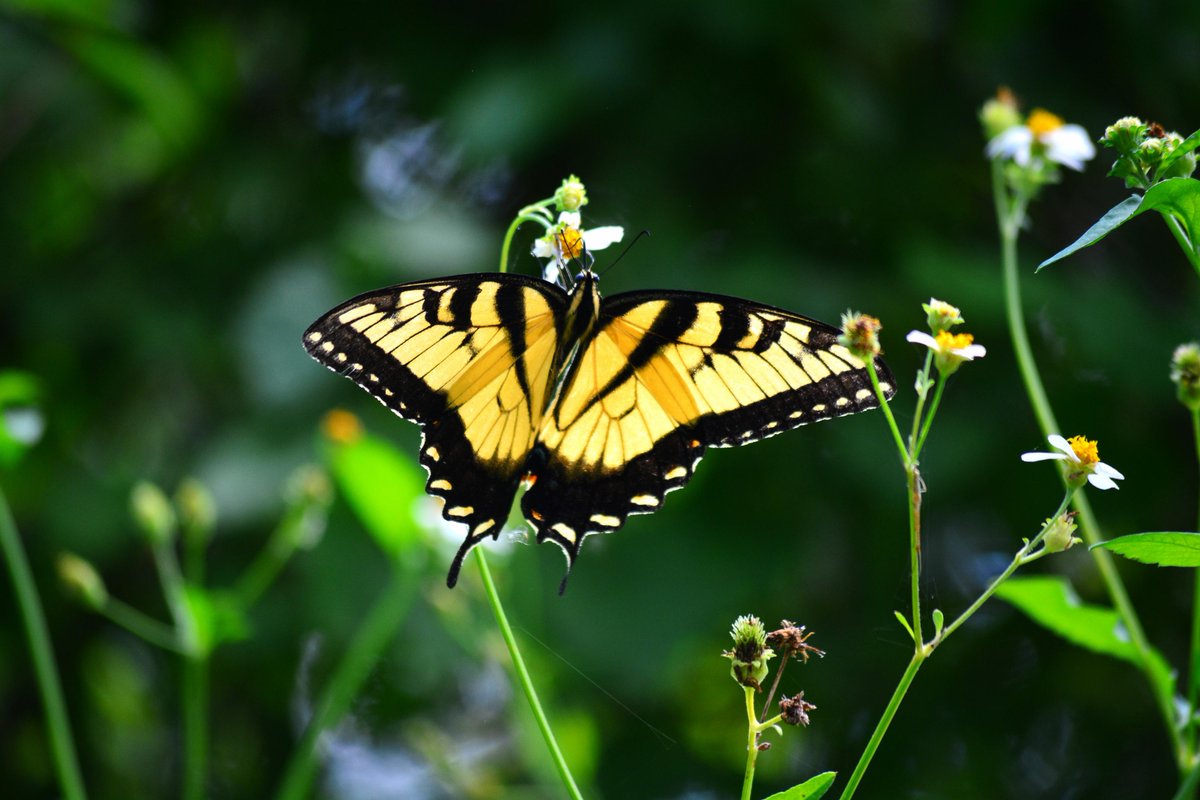 ReasonVsFear's tweet photo. Eastern Tiger Swallowtail. From today's trip to Boyd Hill Nature Preserve. http://t.co/XLDX3uCFLC