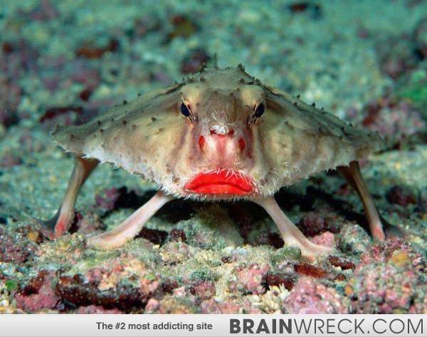 OMGFacts's tweet photo. 20 Animals You Won't Believe Actually Exist. One of Them Will Haunt You Forever. --> http://t.co/u8fXdgFyyt http://t.co/qHd7CYsHjG