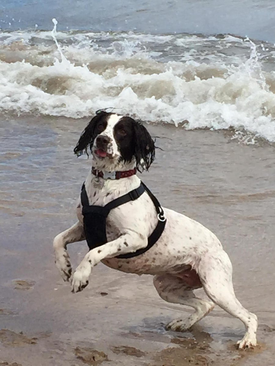 drewhenry147's tweet photo. Poppy having a great time at the beach in St. Andrews. http://t.co/gebggq9PDL