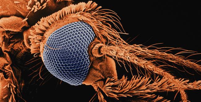 PreventionMag's tweet photo. Do you feel like mosquitoes always single you out? There's a reason: http://t.co/De5OgssEcS http://t.co/YAOXRpsbbb