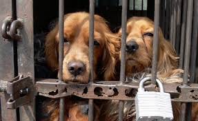 world_rescue's tweet photo. Preventing the 2015 Yulin Dog Meat Festival!
To Save the Dogs, pls visit
http://t.co/UNQ68nj5fJ http://t.co/lFSLqX8Gbm