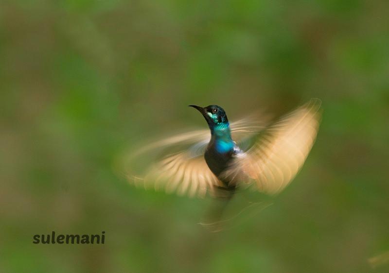 Animals NatGeo tweet media