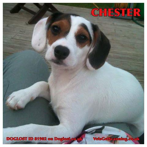 WCockapoo's tweet image. Today is chesters birthday but he has been missing since 24th Jan,from Swindon. Please rt