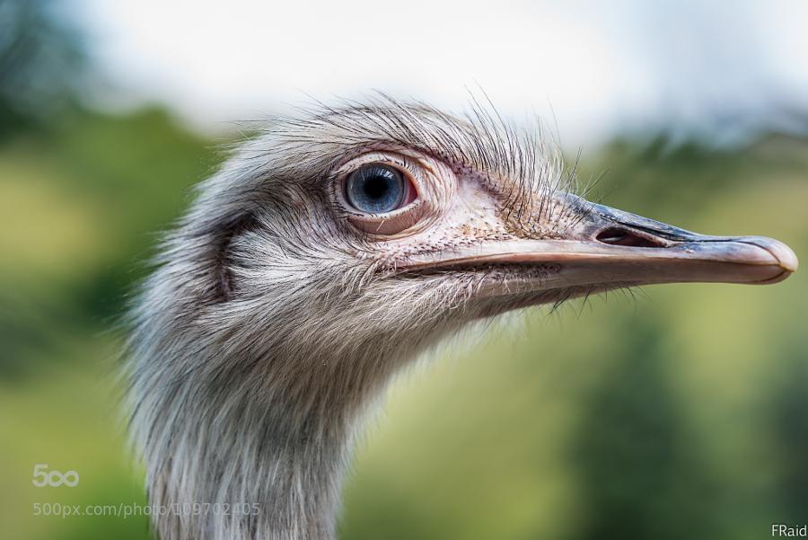 CoverGap's tweet image. ugly #Ostrich by #Fraid - covergap.com/ugly-ostrich-b… #Animal #BlueEye #Eyes