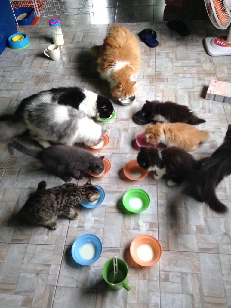 SupannikaB's tweet image. #neko #nek##PetsPage #pets #kittensofinstagram #kitty #kitten #annitagr #Lion#funny #snoozclub #scottfiod #Snapchat