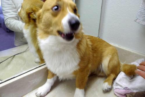 5SOSREACTING's tweet image. the whole fandom right now