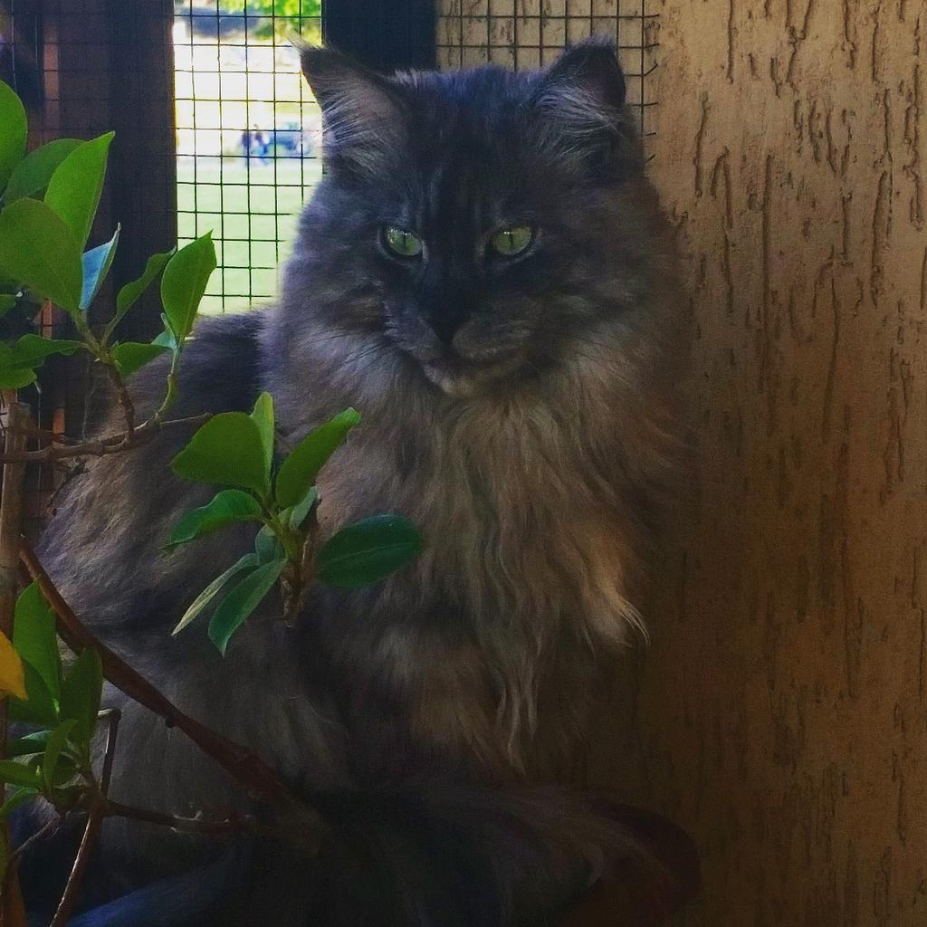 snivatoilippi's tweet photo. Avere un valido aiuto mentre fai "giardinaggio" non ha prezzo 😆😆😆 #buonadomenica #domenica #stancomafelice http://t.co/zJA7DF5cOG