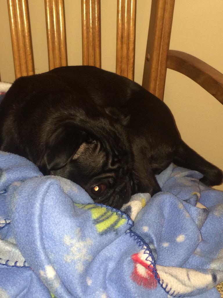 LeoTheDerpyPug's tweet photo. nap tim, su sleepeh http://t.co/rIcwsaAb9R