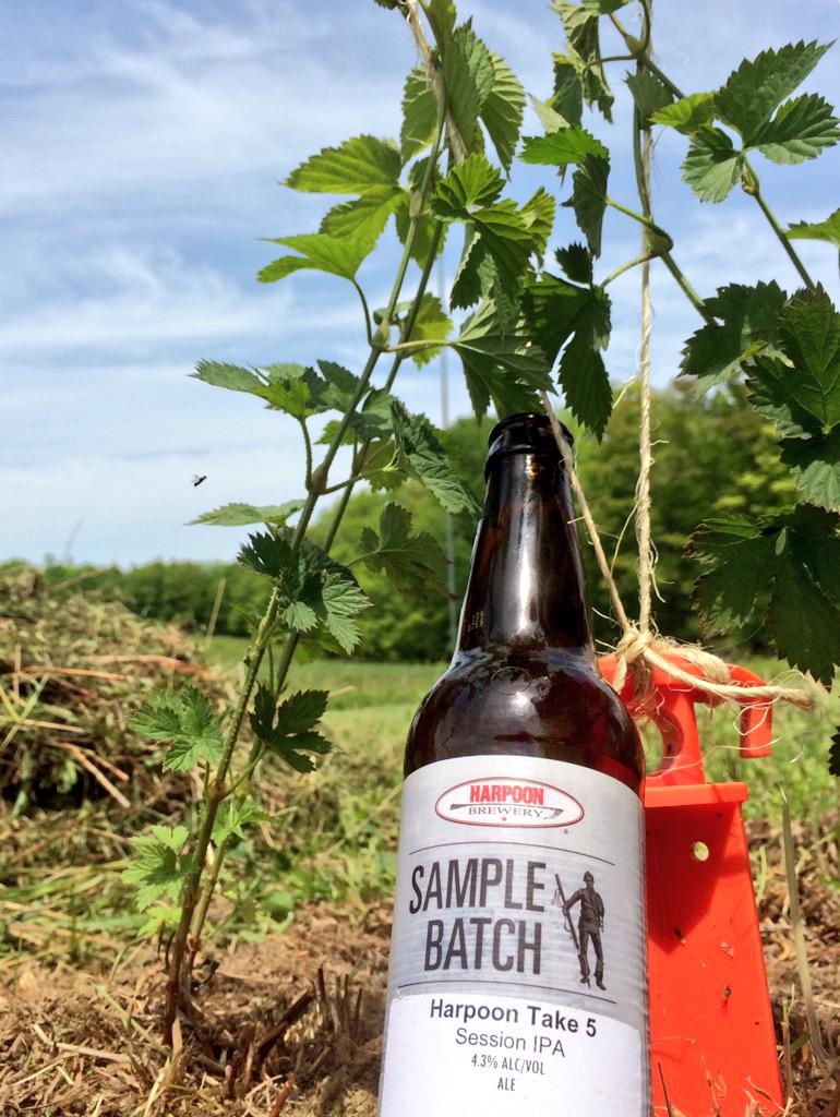 BeerLessTraveld's tweet photo. Job well done, hops strung up! Well earned @harpoonbrewery #Take5 w @aileentheresa #employeeperks #Hopmonger http://t.co/y9pQGivxlo