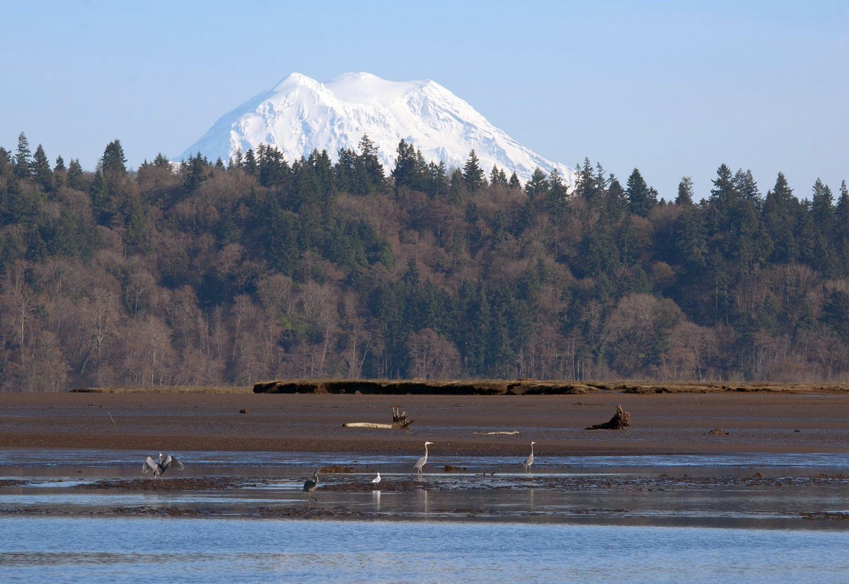 USFWSRefuges's tweet photo. Things I love about national wildlife refuges: #17 Knockout views. Photo: Nisqually #Refuge, WA by John Whitehead. http://t.co/7Wg5KbqgOh