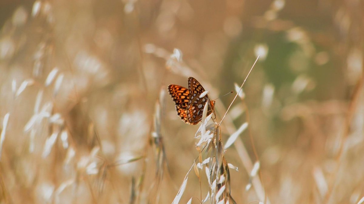 GMallimson's tweet photo. Get tkts today for The Edge of the Wild, moving doc about #wildernessprotection @GreenFilmFest http://t.co/ivoQpLejKu http://t.co/NhvD321EKP