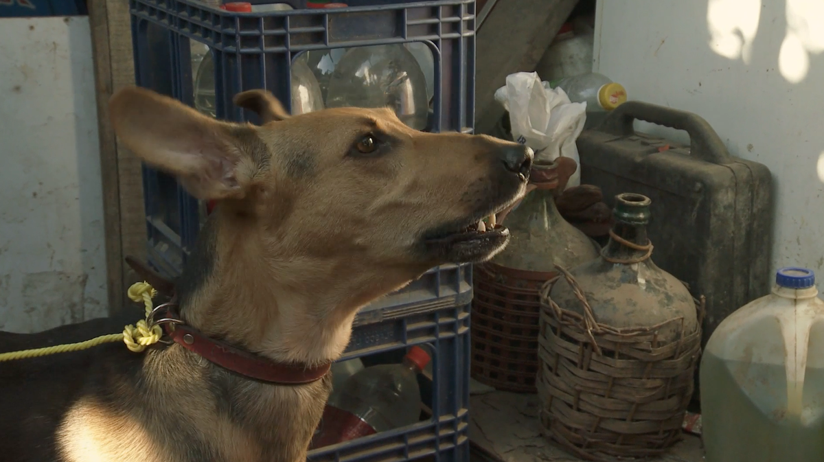 SOS_Animales's tweet photo. "@CineArteAlameda: "PERLA" hace un llamado a la FAMILIA
Hoy domingo a las 15ºº, 17ºº y 19h30 
en @CineArteAlameda http://t.co/5NacDuOHqM"
