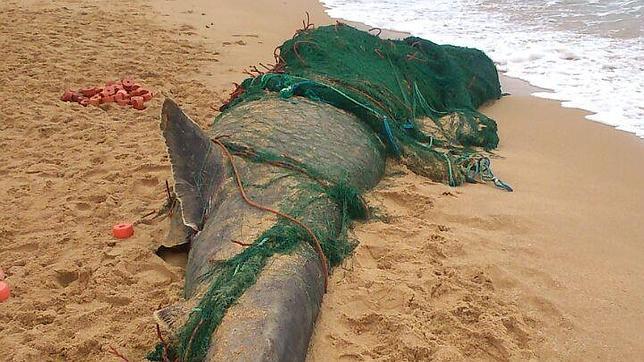 LaVozdeCadiz's tweet photo. Aparece un tiburón en la playa de Los Caños http://t.co/1kQZfMW5Iu  #sucesos http://t.co/lkGTfFwrLx