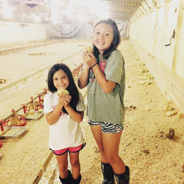 AddieHeaps's tweet photo. I guess you could say my Grandparents farm is alright🐥 http://t.co/t9xNS06y0W