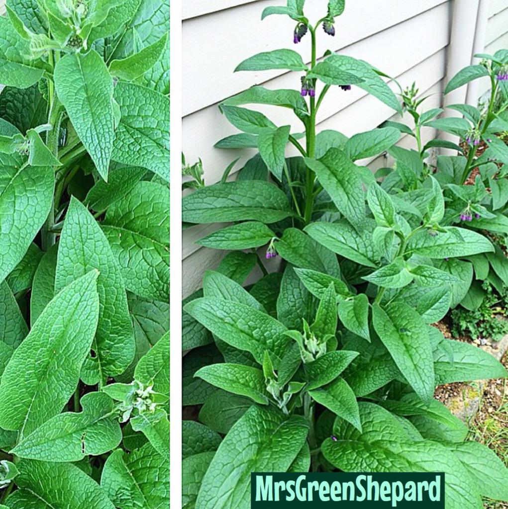 GreenThumbGirls's tweet photo. #GreenThumbGirls on #IG #GirlsThatGrowItAll #herbs #RussianComfrey #Flowering #GardenChat #GardenGirls #Gardening http://t.co/NJjW4eoqAh