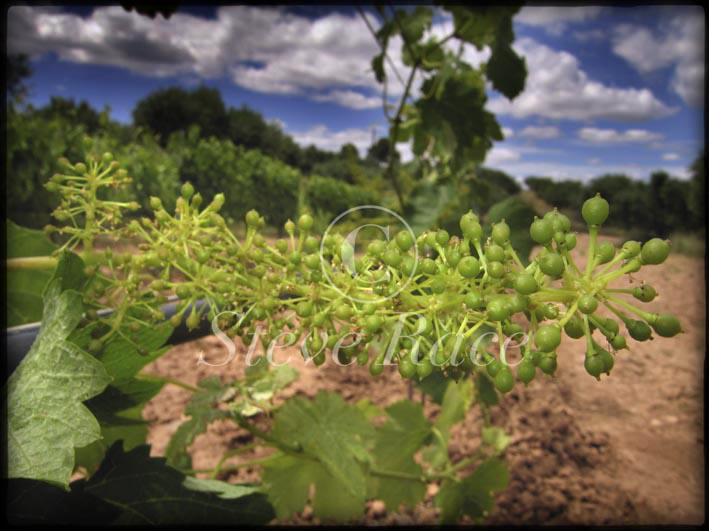 CampdEstrelles's tweet image. You might miss the harvest if you blink (only a few bunches), but we will have Viognier #grapes from the new vines…