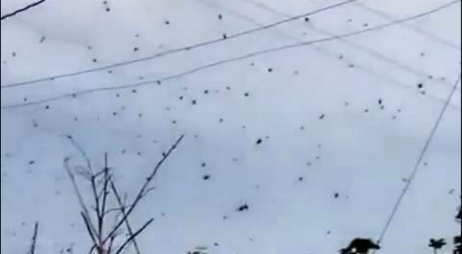 Slate On Twitter It S Raining Millions Of Spiders In Australia Video Http T Co Zc4zakehpr Http T Co Si7bheozz3
