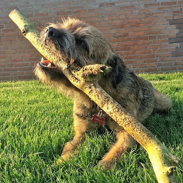 bernietheborder's tweet photo. #foundoninstagram @ziggykier Play time with the stick ❤️ #borderterrier #border #borderNL … http://t.co/gWW9fhMFlo http://t.co/WbiTNcwrTt