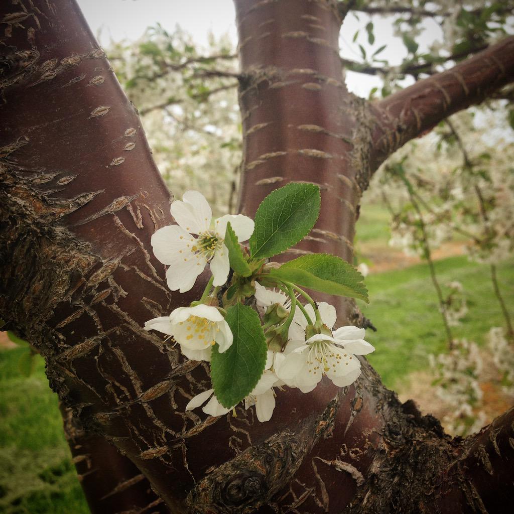 DoorCountyLove's tweet photo. Beautiful Cherry Blossom http://t.co/mzFb08tGaF