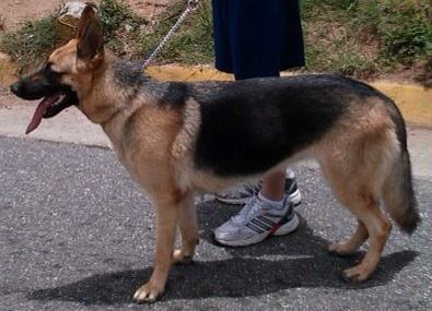 Se perdió esta perrita llamada Preta en El Marqués Norte. Si la ven por favor comunicarse por DM. http://t.co/8gIexU6xmr