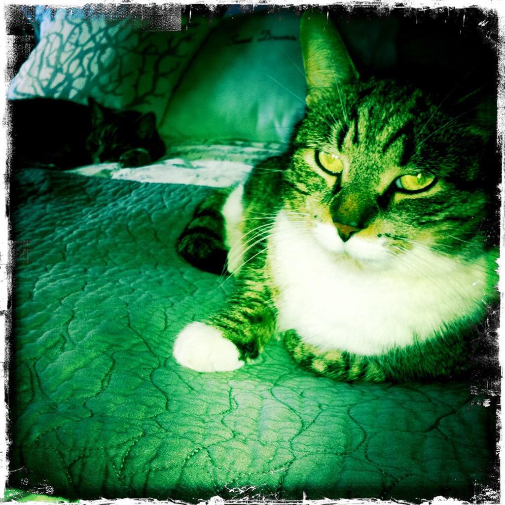 JunctionArtsTO's tweet photo. Missing cat on Dundas W. Lenny went missing this afternoon, no collar. Pls RT.  #junctionTO call  647-401-5345 http://t.co/okD9MtJ9Jz