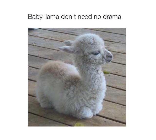 tzx3la's tweet photo. No Monday drama
#llamas #llamaproblems #mondayfeels #MondayOn #Worktime #MondayMotivation #mood http://t.co/h41KkUVURh