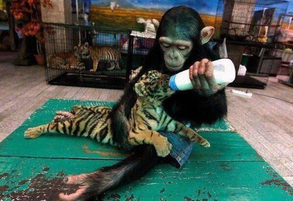 IovesNature's tweet photo. Two-year-old chimpanzee feeds milk to a 60-day-old tiger cub http://t.co/o6cuTwgaPQ