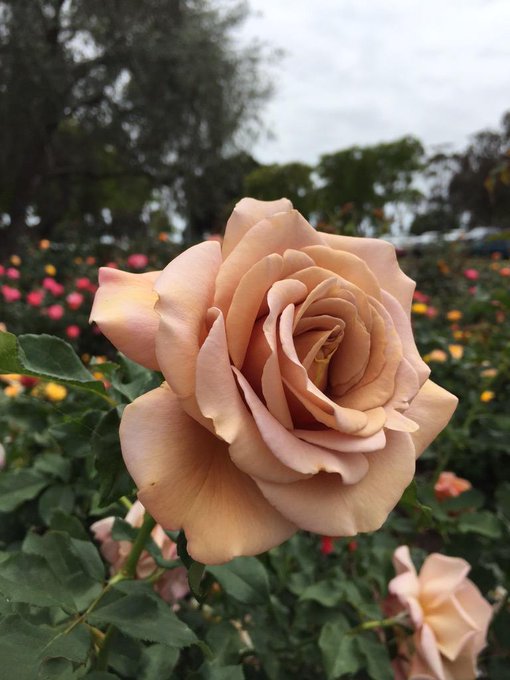 I have a weakness for roses. http://t.co/Z79tZ8YxQN<a href="/tag/mvsales"class="tags"><span>#mvsales</span></a>