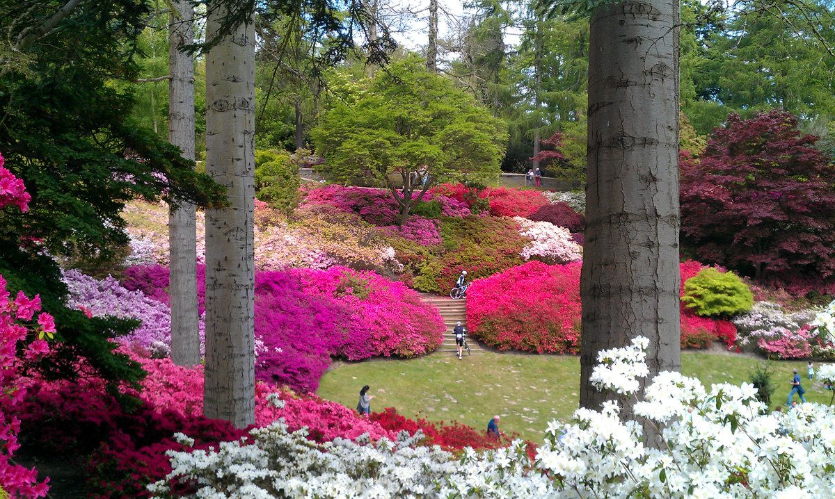 MillKidSid's tweet photo. Just amazing scenery at Virginia Water. #Britain #uktourism http://t.co/rmZioGIPYU