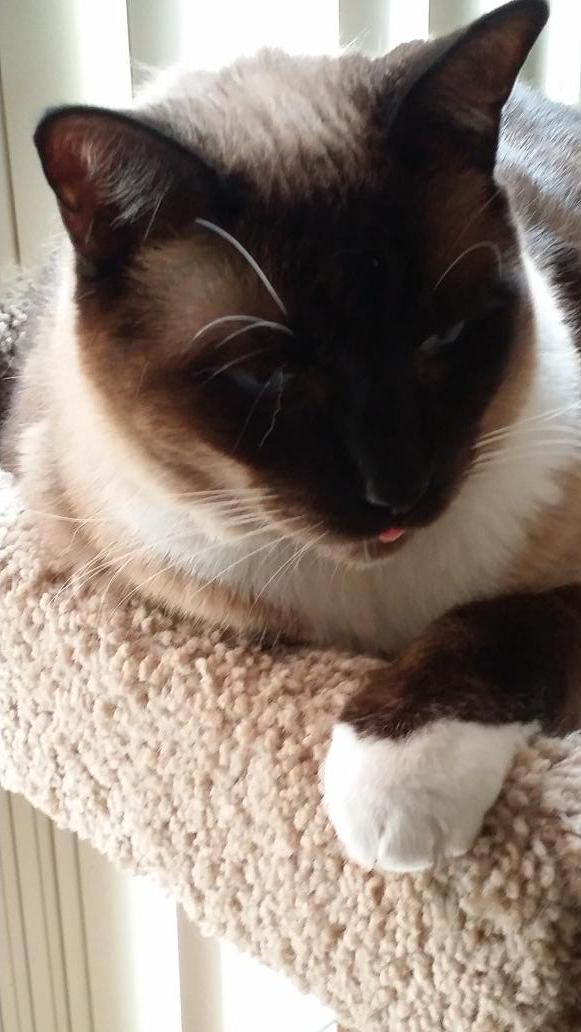 MsVanDammit's tweet image. #blepping