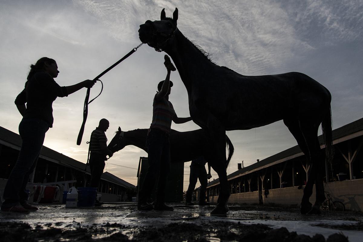 CJ_Upshot's tweet photo. .@BelmontStakes contender Conquest Curlinate at @ChurchillDowns  Matt Herp photos #TripleCrown
http://t.co/uTWyDFYhfC http://t.co/77ajWOsa5K