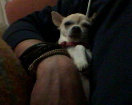 AeroCher10's tweet photo. Dos perros felices. El cambio llega a mi país.
#Ahora #Guanyem #Marea #ChauFachas http://t.co/G7z8mmzyVU