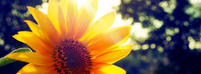 aRunningWild33's tweet photo. #explainthesun #209sun  The sun is the reason sunflowers have nutrients to grow! http://t.co/40JwSc5zsb