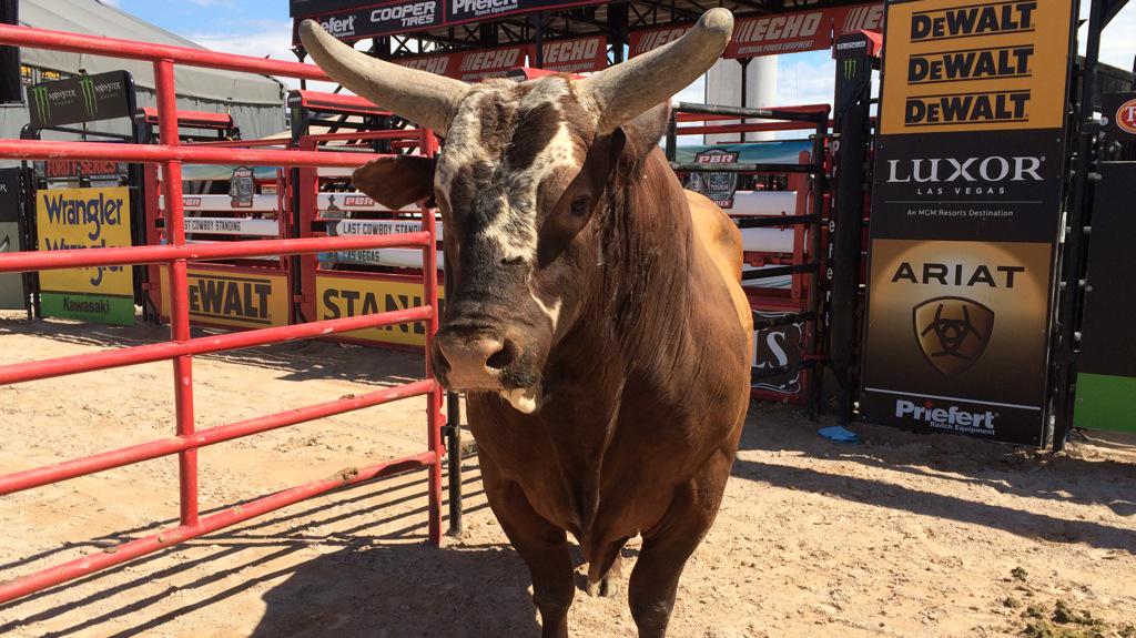 PBR's tweet photo. Even the champ is out at today's meet and greet! #CowboySpringBreak #Bushwacker http://t.co/fjyT7gBdaF
