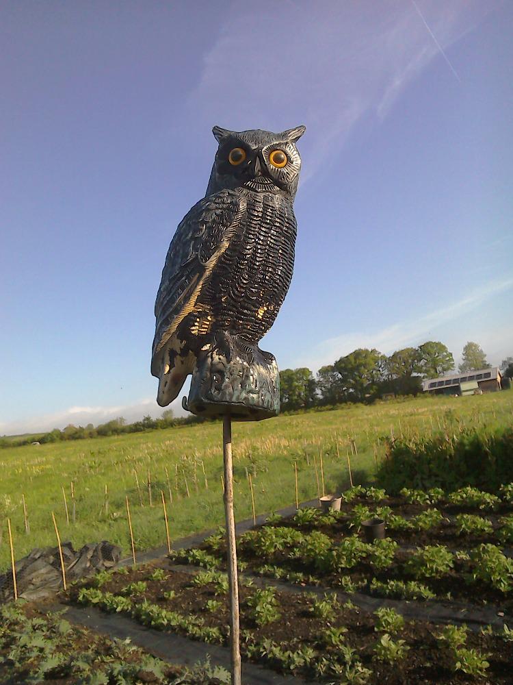 geese_acres's tweet photo. #greenhamreach bit.ly1GHJzdQ Oswald the owl protects my brassicas from the pigeons. http://t.co/fXvzhdU5mk