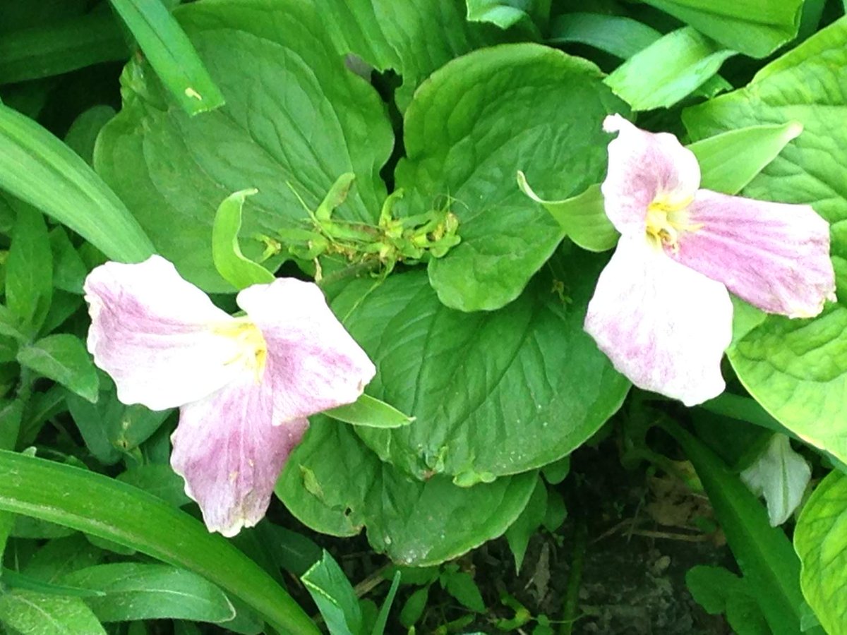 gladys_pcc's tweet photo. Emma this is what a white trillium looks like at the end of blooming http://t.co/WpS8w7H1S9
