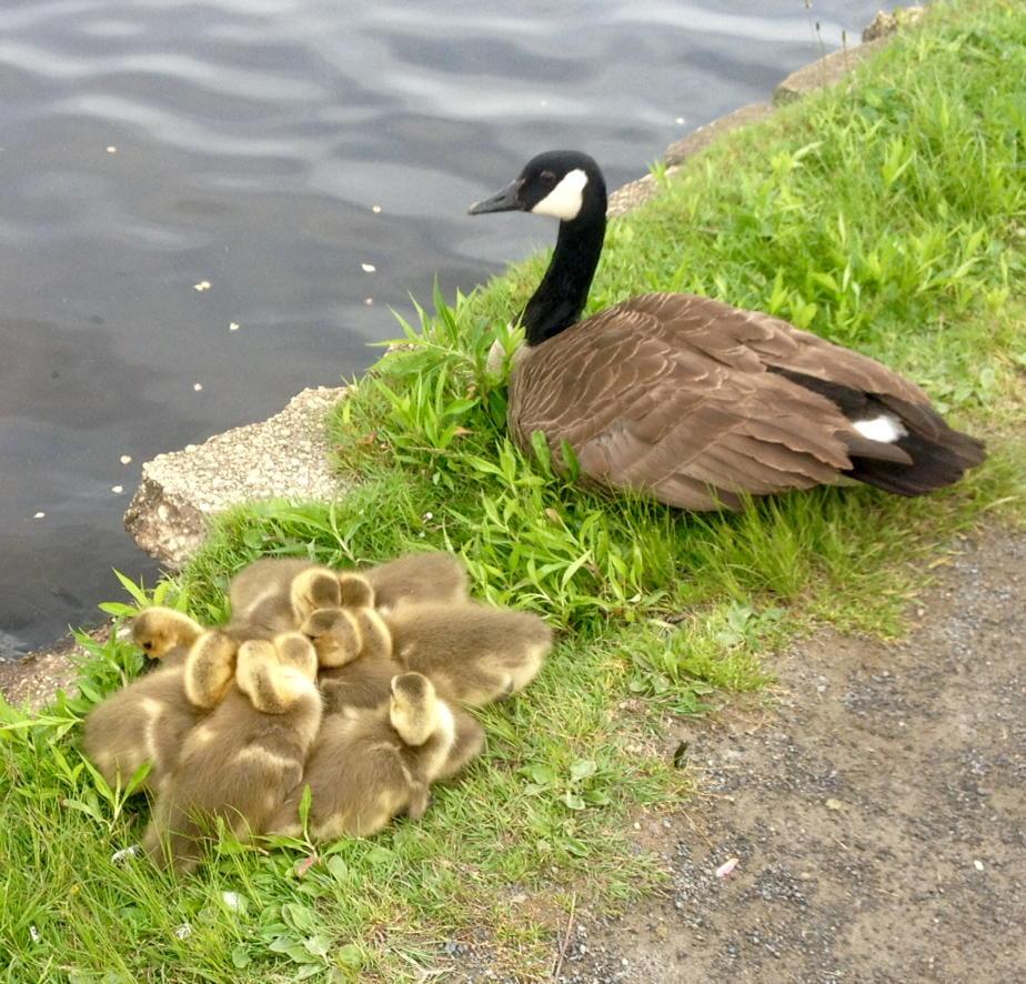 Chilly and windy around Argyle lake today. Goslings did what they had to do to keep warm. #LongIslandNature