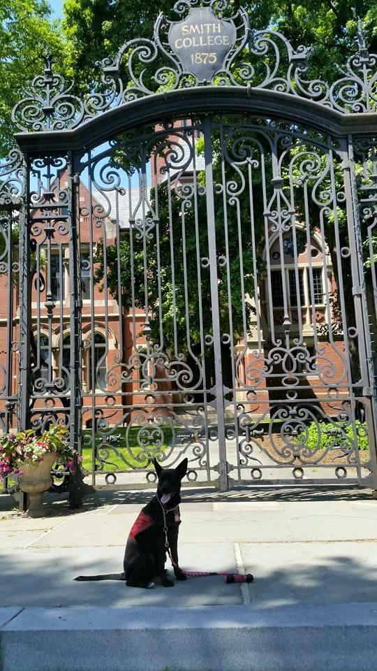 smith90's tweet image. Josie goes to college too WONDER therapy dog-in-training #Smith25th #smithreunion2015 @smithcollege