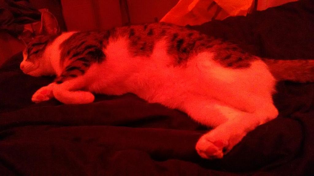 ThecatRodney's tweet photo. I'm too sexy for my body #trainingtobeaputilla #sexyme #rodneythecat http://t.co/9zdWwUHX42