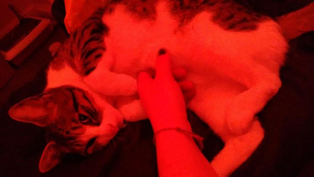 ThecatRodney's tweet photo. I'm too sexy for my body #trainingtobeaputilla #sexyme #rodneythecat http://t.co/9zdWwUHX42