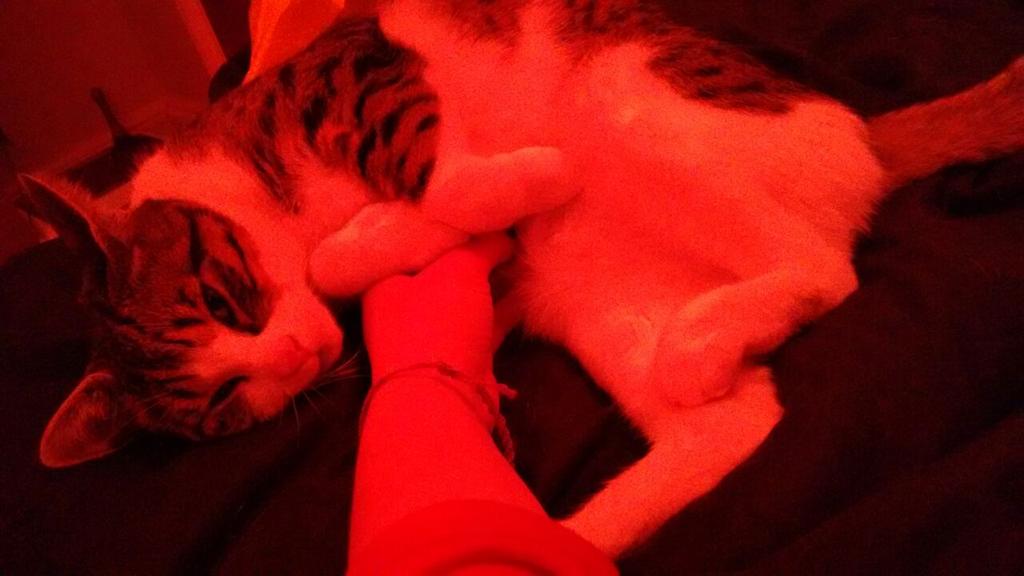 ThecatRodney's tweet photo. I'm too sexy for my body #trainingtobeaputilla #sexyme #rodneythecat http://t.co/9zdWwUHX42