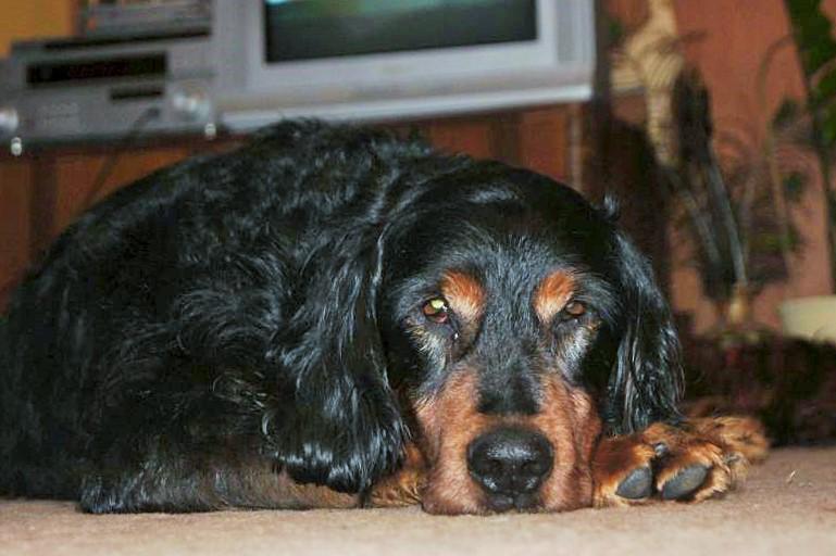 PomocSeterom's tweet photo. Hey nasze psy nadal potrzebuja wsparcia i DOMOW! Szczegolnie Radar i Buba! Tak dlugo juz szukaja :((( http://t.co/gD8SP9Hwqd