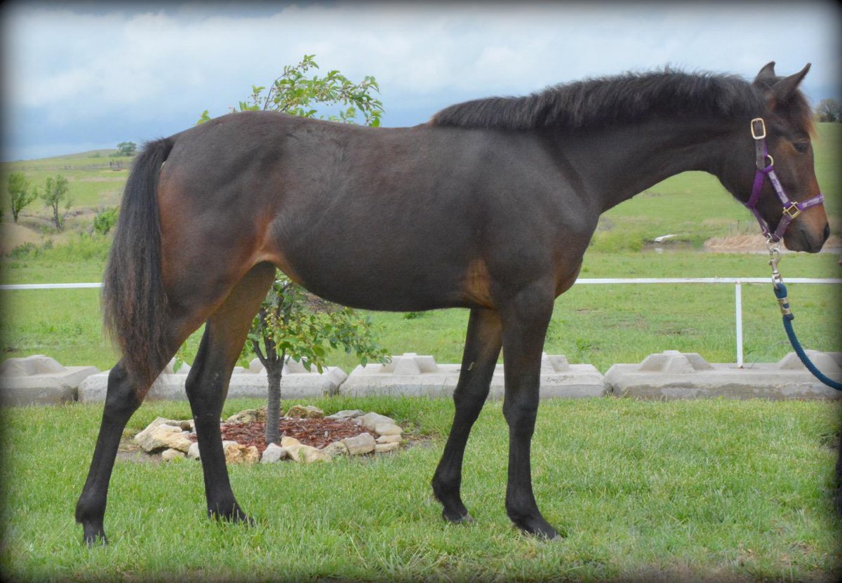 Hyepointe's tweet photo. Fox Creek Mockingjay
For Sale
2014 GRP filly
Fox Creek Diamond King x Maple Side macaroon 
Priced $5500.00 neg http://t.co/fs7ROc5Mpm