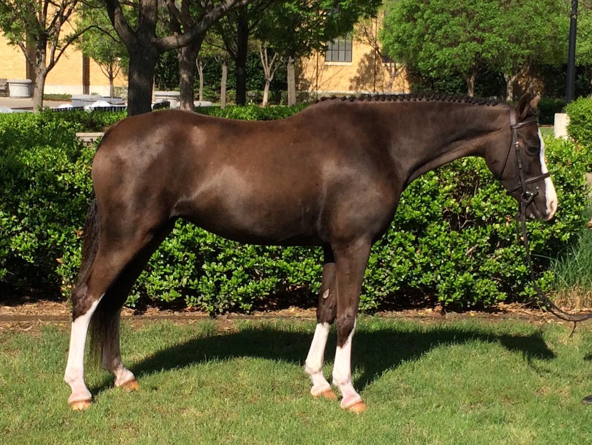 Hyepointe's tweet photo. High Hopes Sontana
2008 12.2 hh 
Has Changes, doing sm greens
785-341-1781 or 785-341-1475Priced high 4 figures. http://t.co/uSNAg29rgC