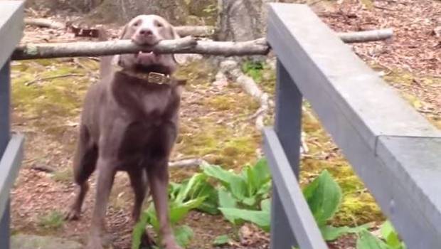 powerdog_'s tweet photo. Cómo un perro logra usar al máximo su inteligencia http://t.co/tvFDmP5ZH4 #YoTeCuido http://t.co/kn9yElM08J