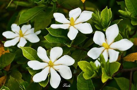 クチナシの花のtwitterイラスト検索結果 古い順