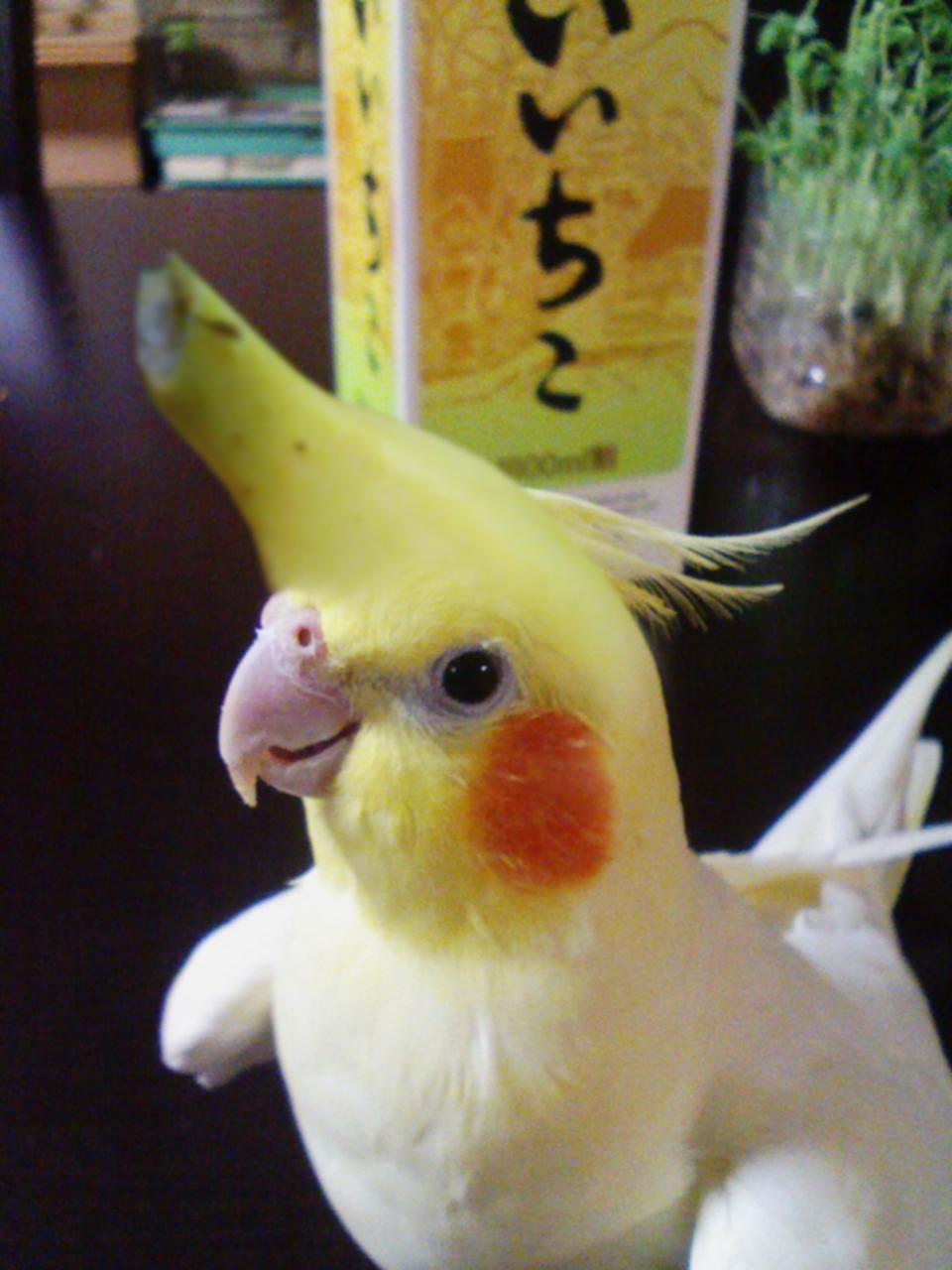 ♯Kyi21IO完熟!バナナインコフルコンプ12種 ♯Kyi21IO完熟!バナナインコフルコンプ12種 - メルカリ