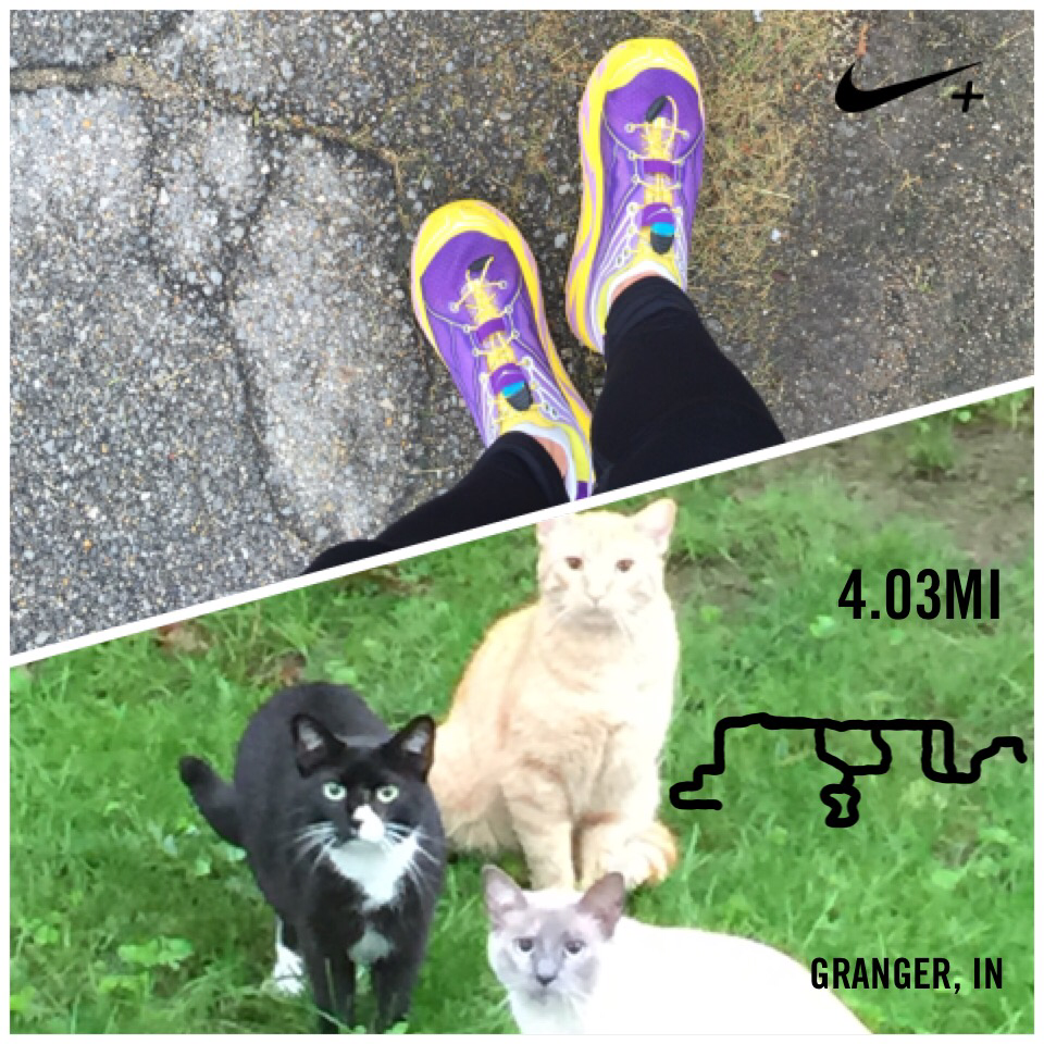 Serena37's tweet image. Saw a gang of cats on my run! #runner #humidrun #run I just ran 4.03 mi with Nike+. #nikeplus