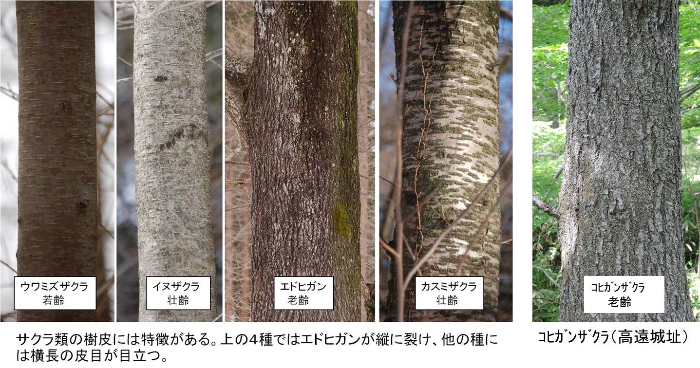 伊那谷から 高遠城址のコヒガンザクラは エドヒガンとマメザクラの交雑種との説がある その樹皮はエドヒガンに似る Http T Co Qmfpwiwrqn Http T Co Kboto3xcwq 高遠 サクラ 樹皮 Http T Co Pw8xtwkjqd