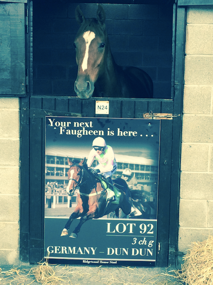 BloodstockMedia's tweet photo. Your next Faugheen is here. Lot 92 @Goffs1866 @bloodstocknews @RacingPost @TheIrishField @Racing_UK @WillieMullinsNH http://t.co/ndRJOB8dA7